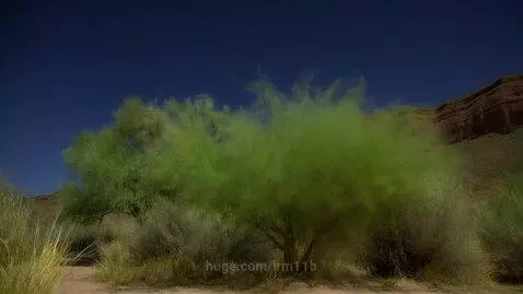 Two green aliens with big eyes looking at gorillas in a zoo enclosure at night.