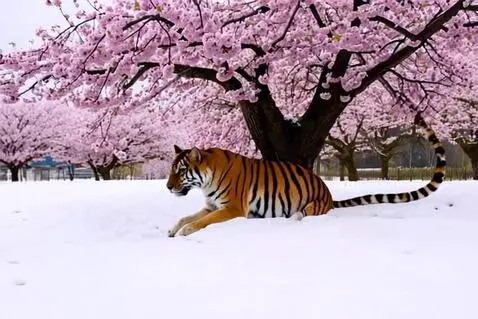 A striped tiger sits calmly in the snow beneath blooming pink cherry blossom trees.