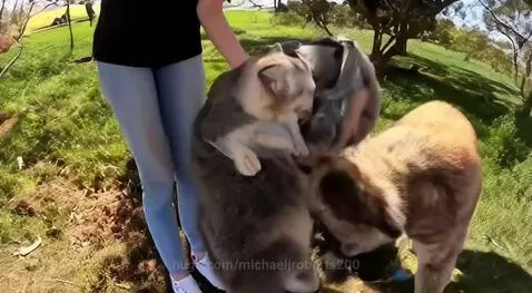 Woman standing in a grassy field, holding and interacting with three unique AI-generated animals resembling cats, koalas, and dogs.