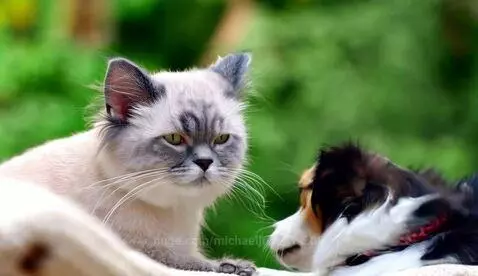 A cat and dog look at each other, with a koala nearby, as a human hand pets the dog.