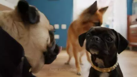 A pug wearing a jacket licks a smaller pug's face, with a German Shepherd in the background.