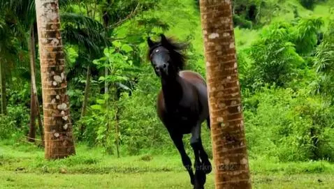 Black stallion with white blaze galloping through a lush Costa Rican rainforest with palm trees.
