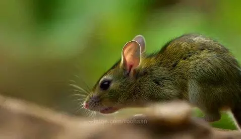 Close-up of a small green mouse with large ears and prominent whiskers on a textured surface, looking left.