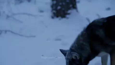 A dark-furred wolf or wolf-dog hybrid with frosted fur walks through a quiet, snow-covered forest.