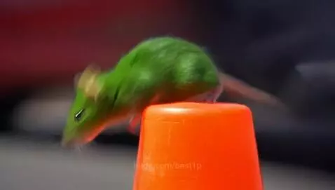 A bright green mouse sitting on top of an orange traffic cone with a blurred outdoor background.