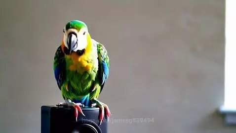 A colorful parrot perched on a speaker, bobbing its head and dancing to music.