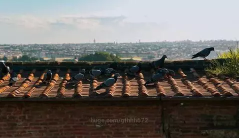 Pigeons resting peacefully on the roof of an old brick building with a cityscape in the background.