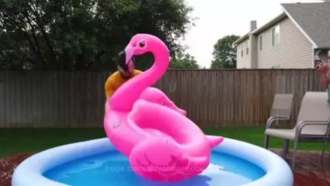 Man in yellow shirt sits in a pink inflatable flamingo floating in a small blue pool after dropping it in.