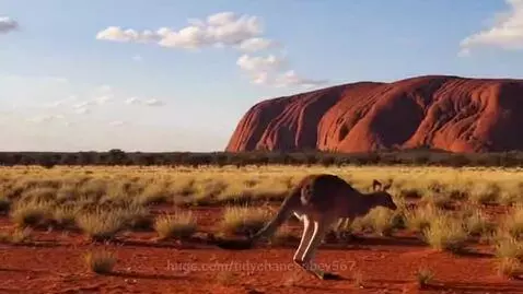 Kangaroo hopping in the Australian outback with Uluru rock formation in the distance under a blue sky.