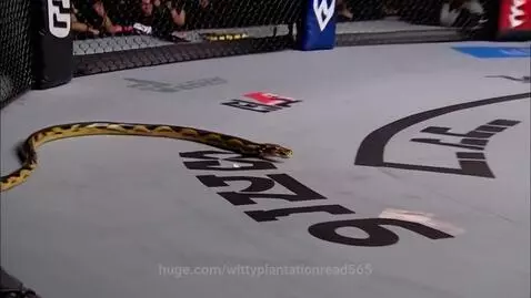 A python snake with black and yellow patterns slithering across the grey mat of a UFC octagon.
