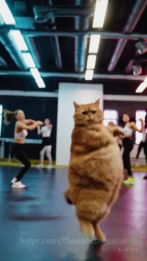 thedancingcatai