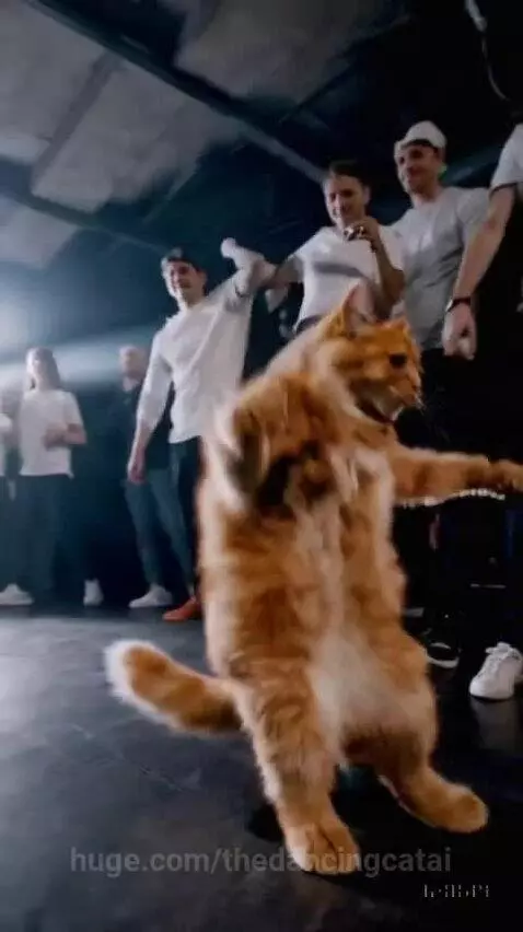 thedancingcatai