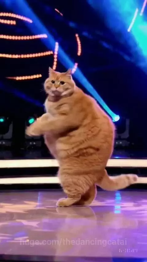 thedancingcatai