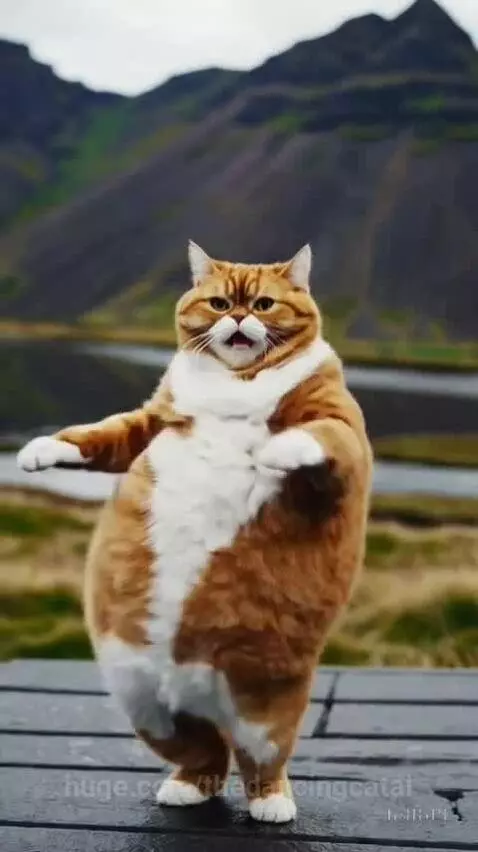thedancingcatai post preview