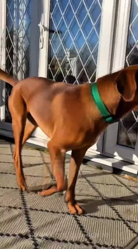 A happy brown dog with a green collar walking and running energetically on a sunny day next to a brick house.
