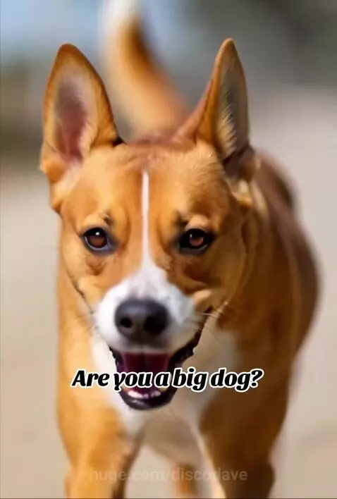 Brown and white dog with perked ears running happily on a dirt path, tongue out.