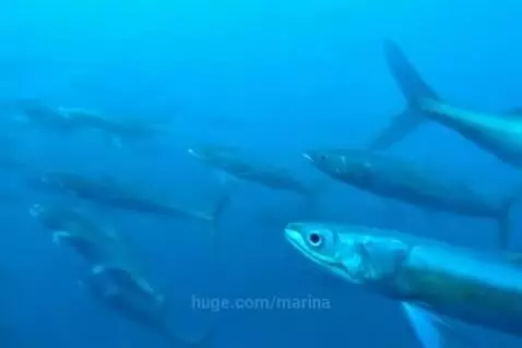 marina