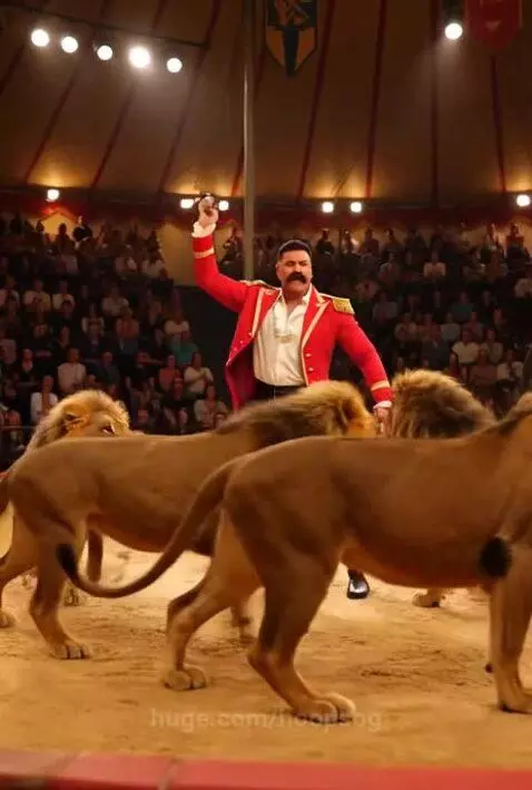 Circus ringmaster with a whip directing several large lions with manes, performing push-ups with lions on either side.