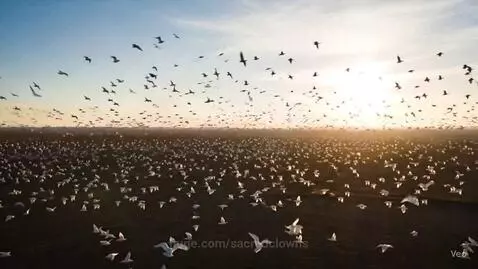Flock of Snow Geese by sacredclowns