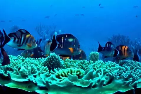 Fish 🐟 fish everywhere by monagz