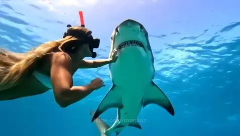 The shark whisperer by monagz