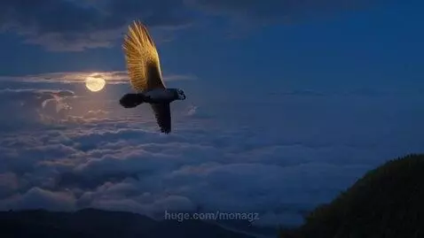 Flying high by monagz