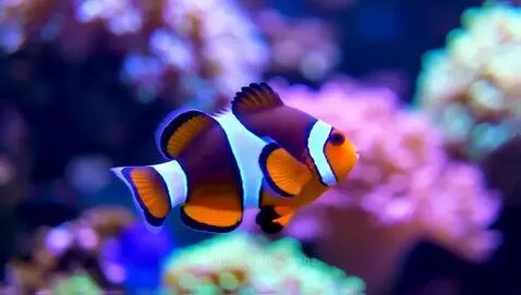 Clown fish by monagz