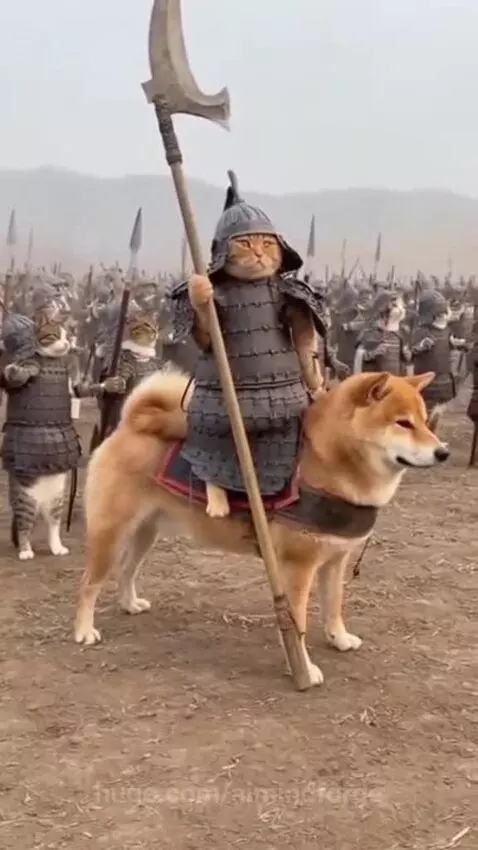 General Cat Ready for  War.  The cats fights for there favot... by aimindforge