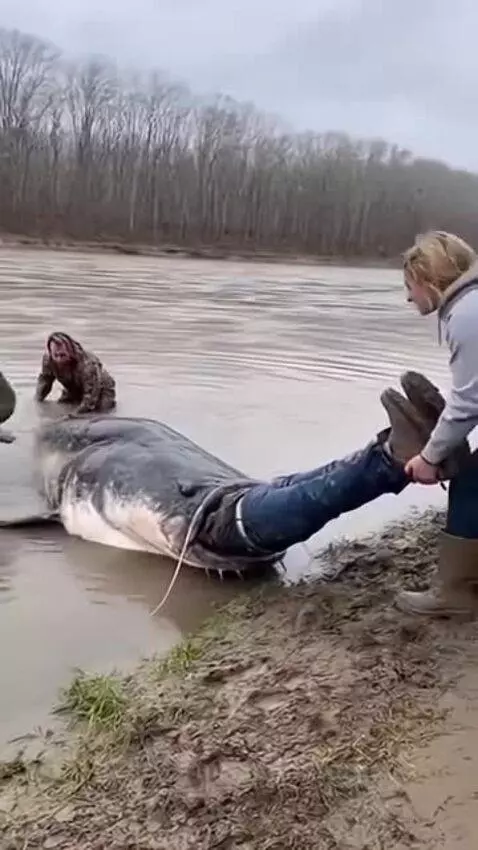 catfish by aimindforge