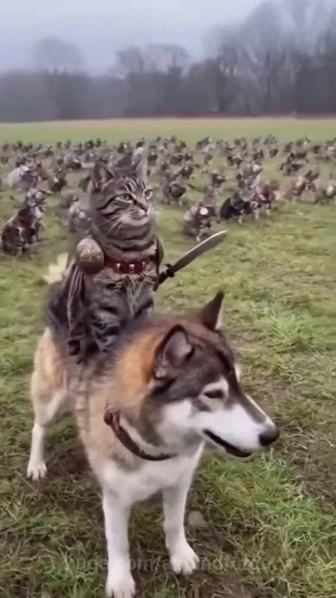 cat war by aimindforge