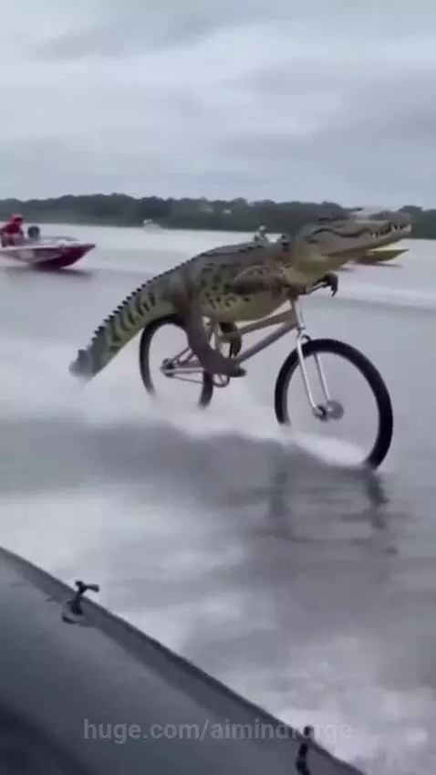 crocodile riding cycle on the water by aimindforge