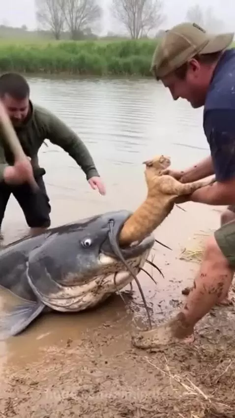 catfish by aimindforge