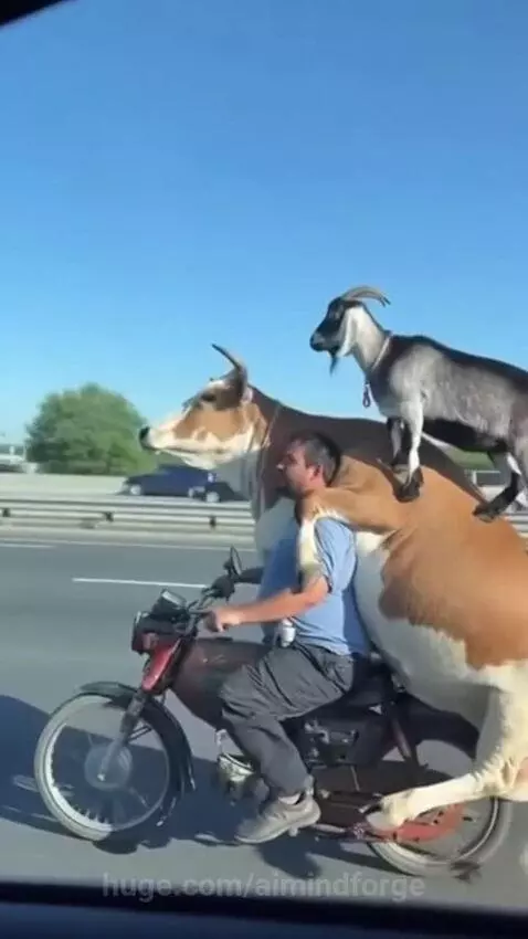 animal on bike by aimindforge