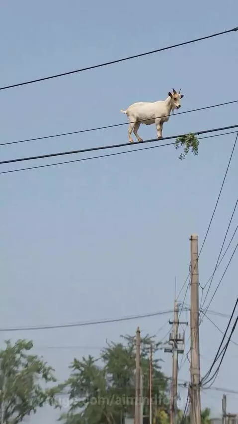 OMG Goat On The Electricity Wires by aimindforge