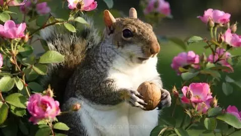 Just a squirrel in the world trying to get a nut by aicreate