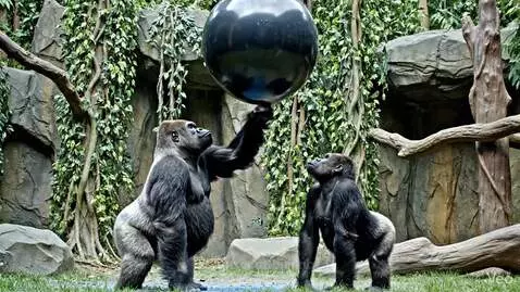 Adult gorilla and juvenile gorilla covered in blue powder after a gender reveal balloon pops.