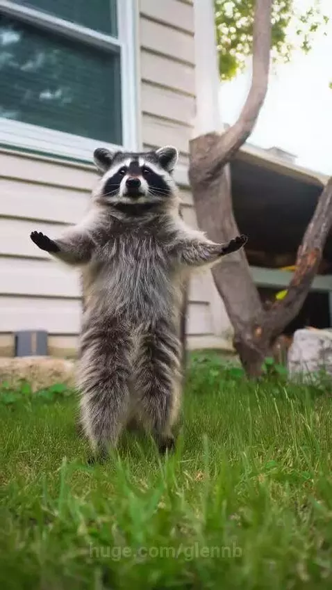 Raccoon standing on hind legs in a backyard, appearing to dance to music.