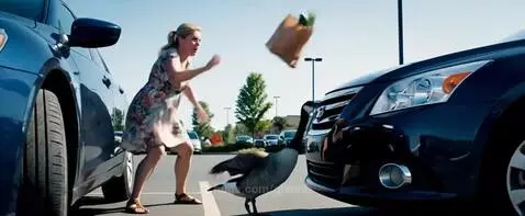 How Canada Geese get their groceries. by glennb