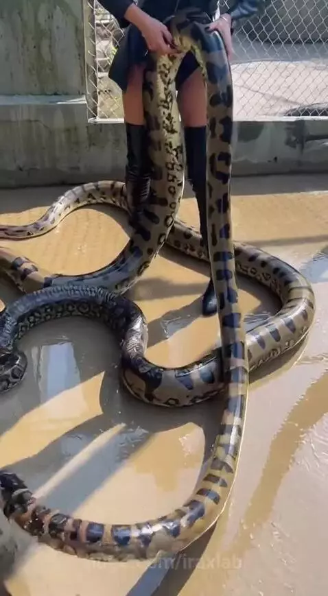 Woman in black jacket and boots touching a very large snake in a muddy enclosure.