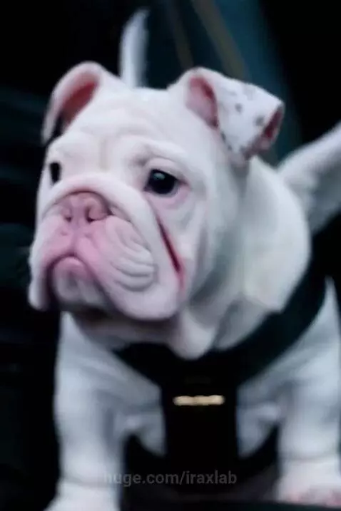Woman in leather jacket driving fast on a wet road, with a small bulldog puppy wearing a winged harness in the passenger seat.
