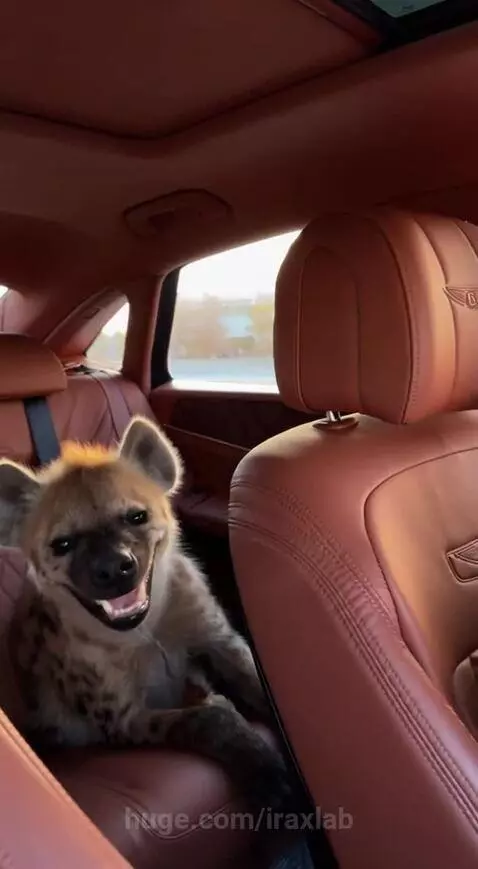 Woman in a luxury car with a hyena in the back seat, discussing naming it 'Sora'. Sunset background.