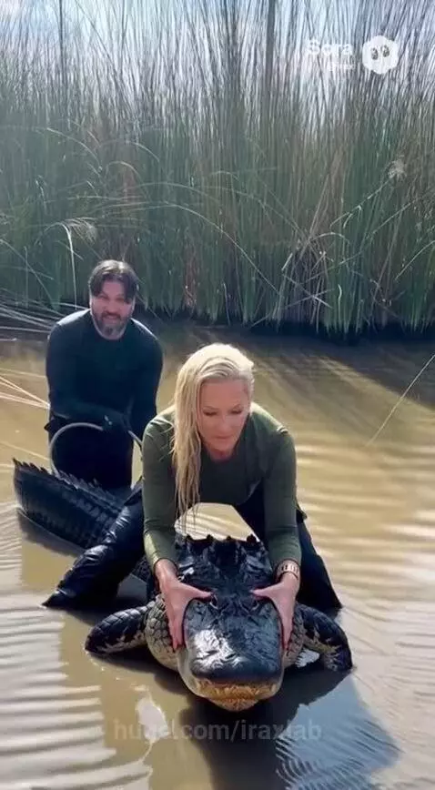 Alligator by iraxlab