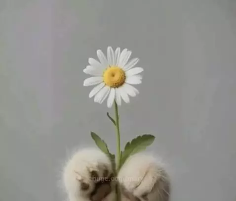 Close-up of two fluffy cat paws holding a white daisy with a yellow center against a light gray background.