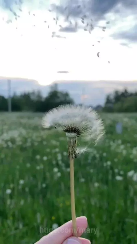 Super Fluffiness: A Journey at Sunset by mary