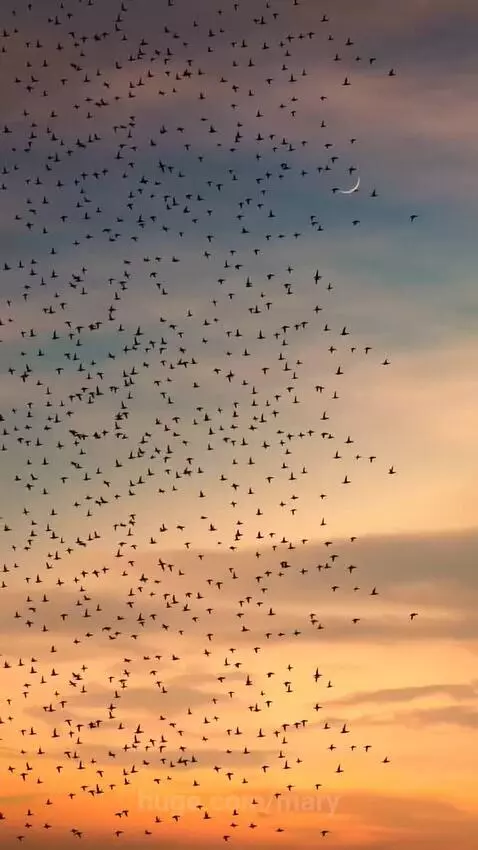"Heavenly Show: Birds in Flight under the Moon" by mary