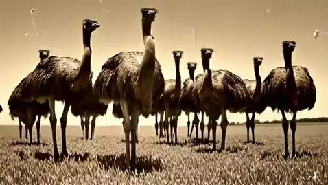 The Great Emu War of 1932 by documentaries