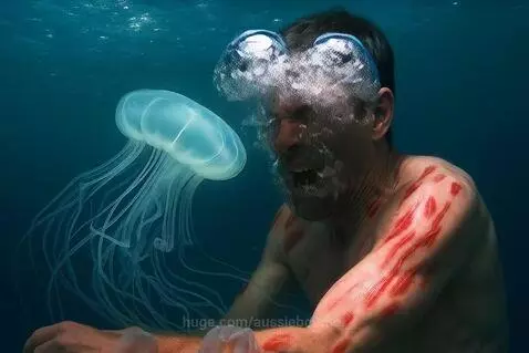 The Sting of the Silent Killer : Box JellyFish by aussieboomer