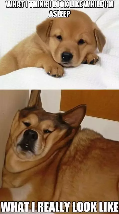 Sleep Expectations vs. Reality by aussieboomer