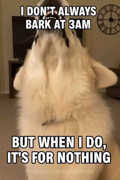 I don't always bark at 3am but!? meme by aussieboomer