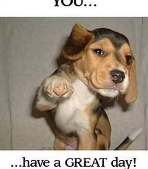 You Have a Great Day - meme dog by aussieboomer